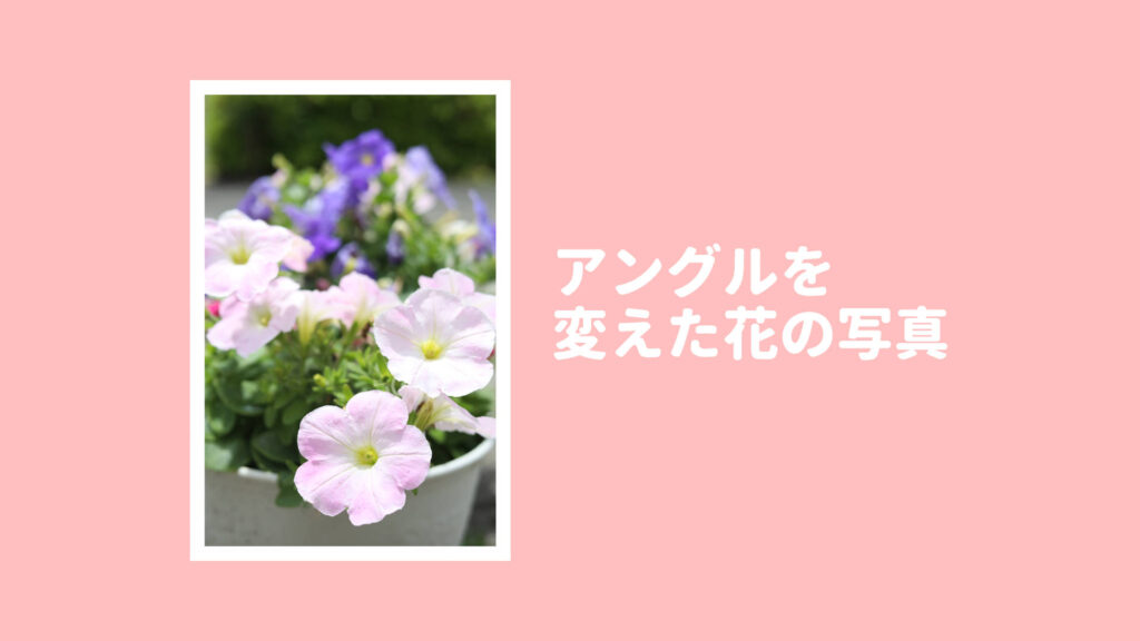 アングルを変えた花の写真
