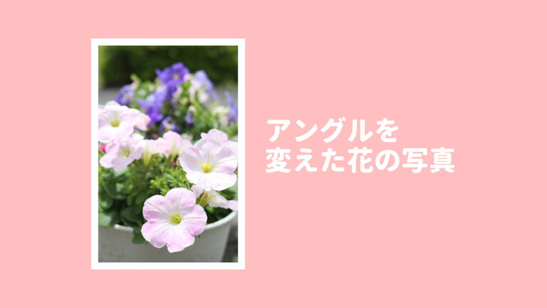アングルを変えて花の写真を撮ってみよう