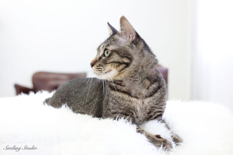 猫ちゃんと一緒にプロフィール写真