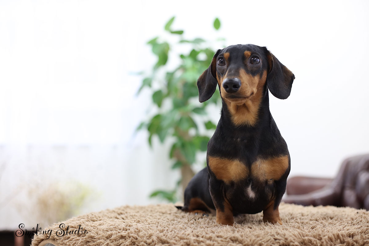仙台の完全貸切写真館で撮影したミニチュアダックスのペット写真